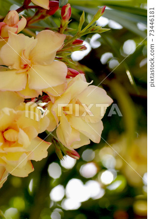 The yellow flowers of oleander are cool and cute The yellow flowers of oleander are cool and cute 73446181