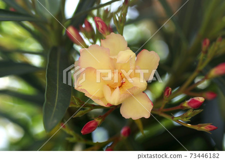 The yellow flowers of oleander are cool and cute The yellow flowers of oleander are cool and cute 73446182