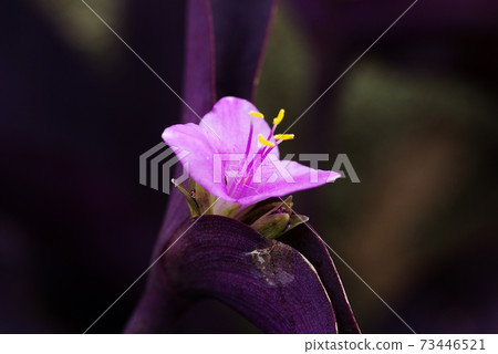 The unique flower shape of purple heart and pink petals are cute The unique flower shape of purple heart and pink petals are cute 73446521