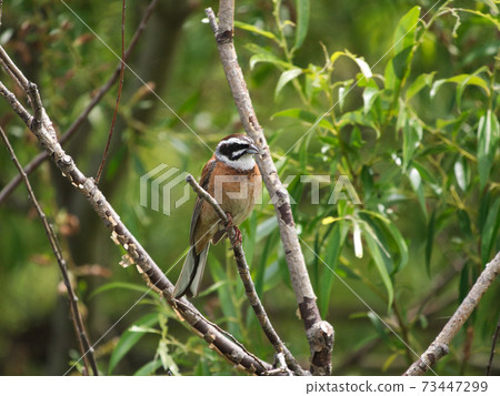 Yellow-throated Bunting on the Toyohira River 73447299