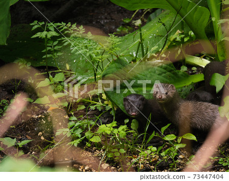 American mink in the Poroto Lake Natural Recreation Forest American mink in the Poroto Lake Natural Recreation Forest 73447404