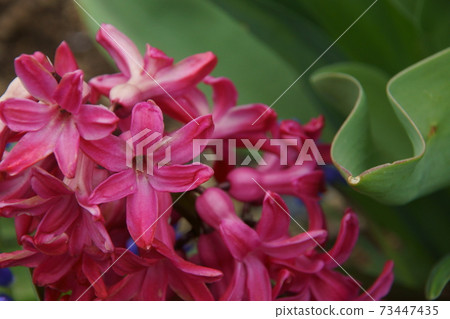 Hyacinth Hyacinth 73447435