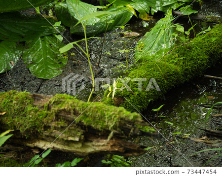 Poroto Lake Natural Recreation Forest Poroto Lake Natural Recreation Forest 73447454