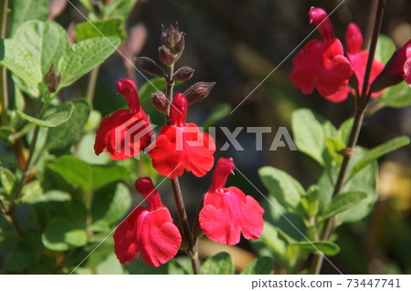 Cherry sage Cherry sage 73447741