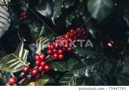 Fresh red ripe cherry coffee in coffee tree leaf 73447745