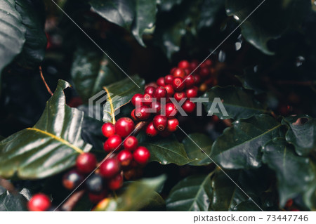 Fresh red ripe cherry coffee in coffee tree leaf 73447746