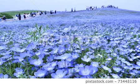 Nemophylla領域遍布 73448116