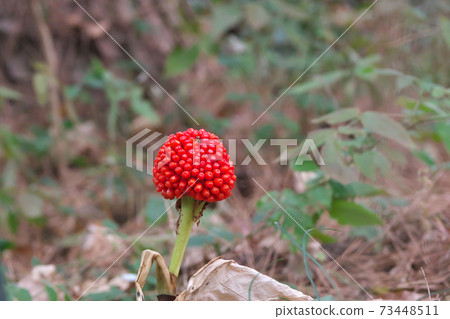 Arisaema ringens fruit January 73448511