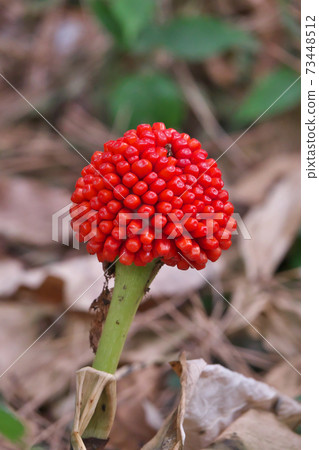 Arisaema ringens fruit taken in January 73448512
