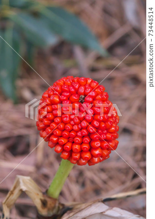 Arisaema ringens fruit taken in January 73448514