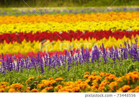 Shikisai Ayako 73448556