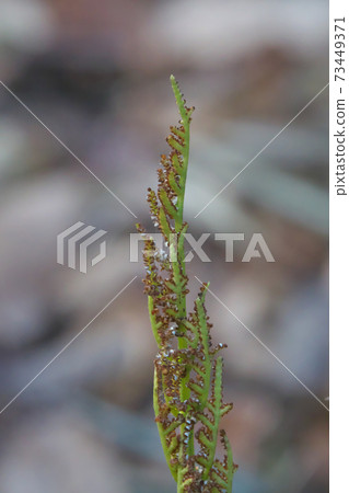 Sporophyll of fern plant "Botrychium japonicum" taken in January 73449371