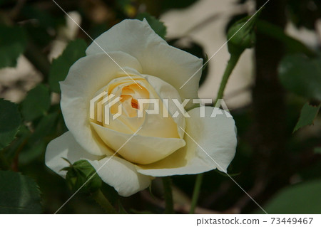 rose rose 73449467