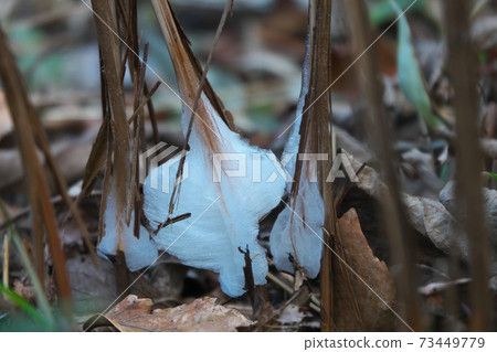 Ice flower (frost column) on the stem of the perennial plant "Colinsonia japonica" of the Labiatae family, taken in January 73449779
