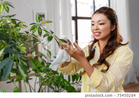 happy asian woman cleaning houseplant at home happy asian woman cleaning houseplant at home 73450284