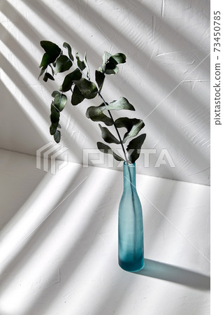 eucalyptus branch in glass vase on white table eucalyptus branch in glass vase on white table 73450785