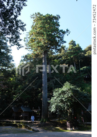 島根縣神道聖地的一棵大聖樹(sugi) 島根縣神道聖地的一棵大聖樹(sugi) 73452472