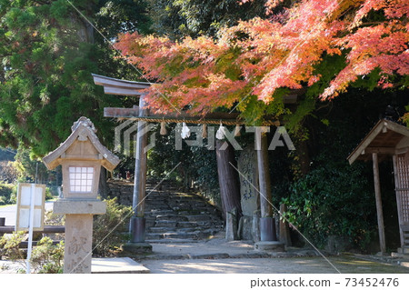 Torii and autumn leaves at Kamosu Shrine in Shimane Torii and autumn leaves at Kamosu Shrine in Shimane 73452476
