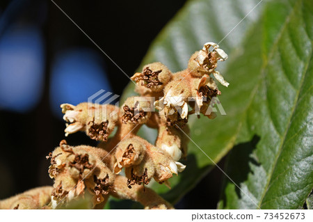 Loquat buds, flowers, end of flowers 73452673