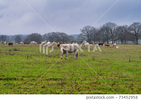 Cows grazing at a moor. Picture from Revingehed, Scania, Sweden 73452958