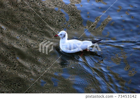 Blackheaded seagull, yurikamome, swimming in Tokyo Bay 73453142