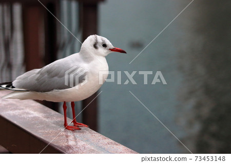 Blackheaded seagull, yurikamome, standing on a fence by Tokyo Bay 73453148