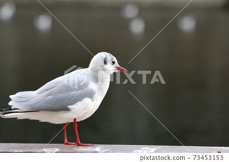 Blackheaded seagull, yurikamome, standing on a fence by Tokyo Bay 73453153