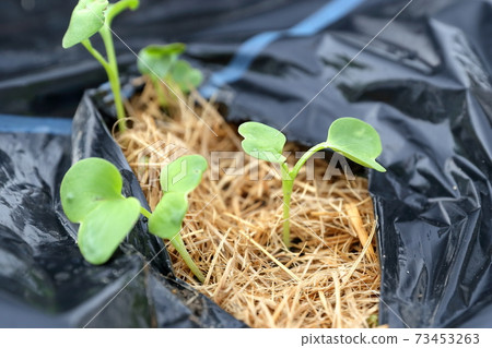 Growing vegetable seedlings (radish seedlings mulch sheet) 73453263