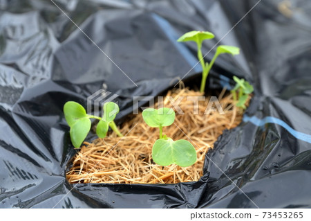 Growing vegetable seedlings (radish seedlings mulch sheet) 73453265