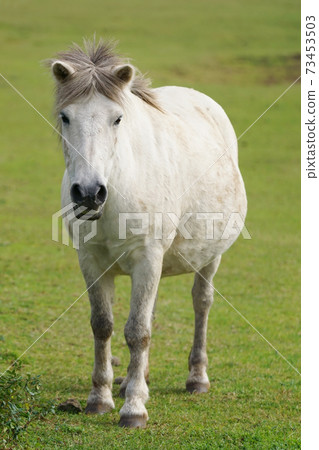 Jeju horse (Chong horse) Jeju horse (Chong horse) 73453503