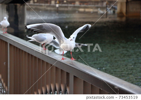 Japanese seagulls, Yurikamome, flying around a canal in Minatoku, Central Tokyo Japan 73453519
