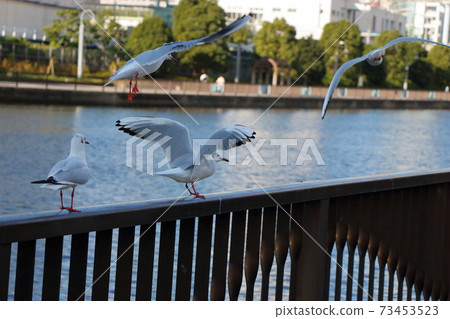 Japanese seagulls, Yurikamome, flying around a canal in Minatoku, Central Tokyo Japan 73453523