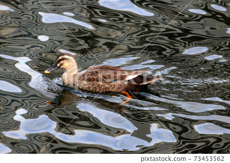 Japanese duck by Tokyo Bay in Minatoku Tokyo Japan 73453562