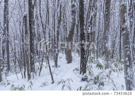 Winter grove Winter grove 73453628