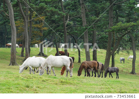 Jeju horse pasture Jeju horse pasture 73453661