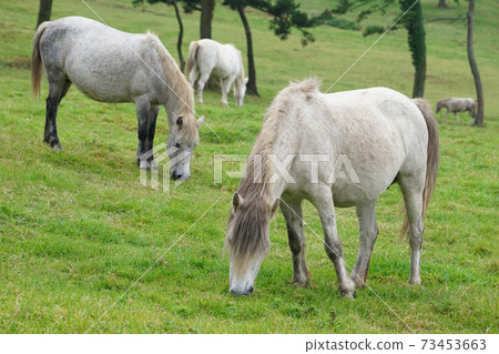 Jeju horse (Chong horse) 73453663