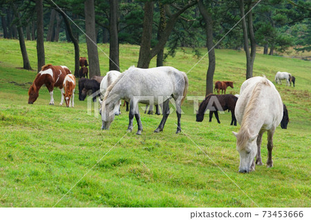 Jeju horse pasture Jeju horse pasture 73453666