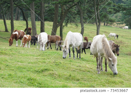 Jeju horse pasture Jeju horse pasture 73453667