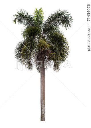 Beautiful green palm tree isolated on white background. 73454076