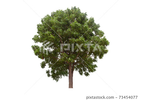 Large green tree (Neem Tree) isolated on white background. 73454077