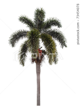 Beautiful green palm tree isolated on white background. 73454078