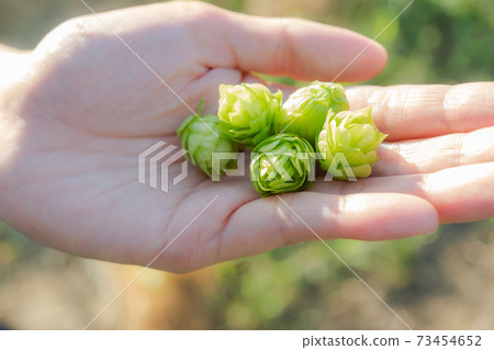 Harvest hops 73454652