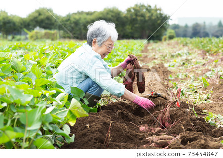 Senior woman digging sweet potatoes 73454847