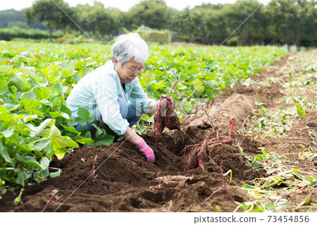 Senior woman digging sweet potatoes Senior woman digging sweet potatoes 73454856