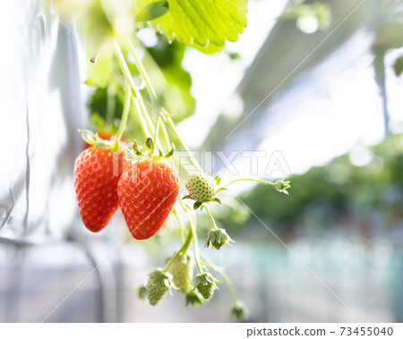 Red ripe strawberries Red ripe strawberries 73455040