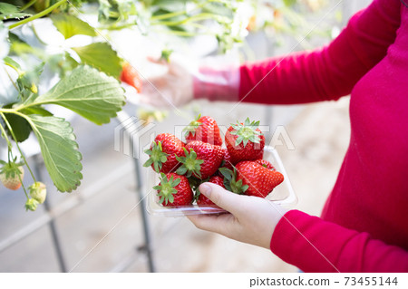 Woman harvesting red ripe strawberries 73455144