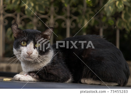 Close-up of The cute cat is sitting on pickup truck roof and looking straight at the camera. 73455283