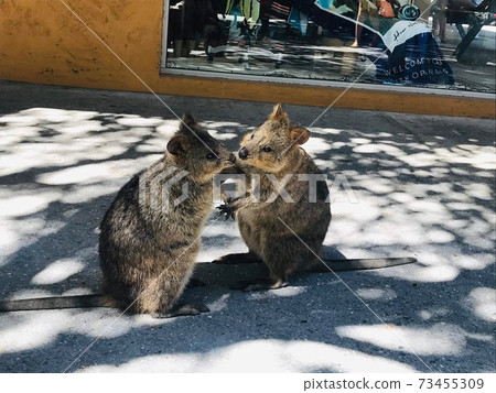 Two Quokkas on Rottnest Island, Perth, Western Australia 73455309