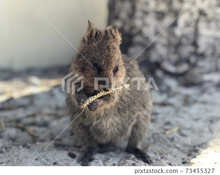 Quokka on Rottnest Island, Western Australia Quokka on Rottnest Island, Western Australia 73455327