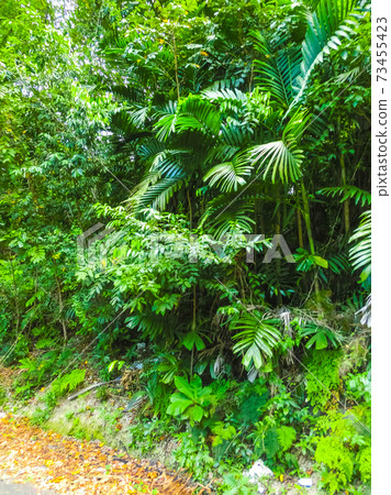 Green natural park landscape scenery at YS Falls, Jamaica Green natural park landscape scenery at YS Falls, Jamaica 73455423
